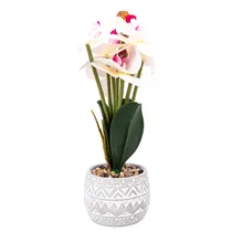  Orquídea Ar...