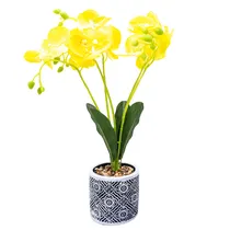  Orquídea Ar...