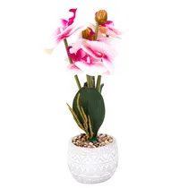  Orquídea Ar...