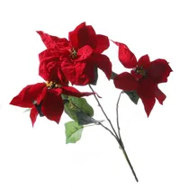  Flor Natali...