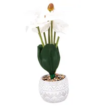  Orquídea Ar...