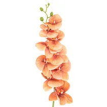  Orquídea Ar...