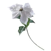  Flor Natali...