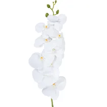  Orquídea Ar...