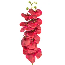  Orquídea Ar...