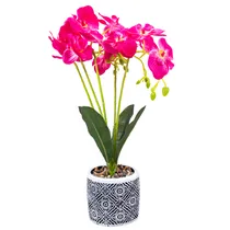  Orquídea Ar...