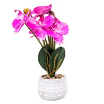  Orquídea Ar...