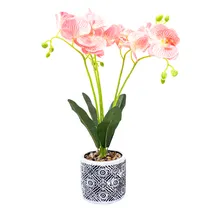  Orquídea Ar...