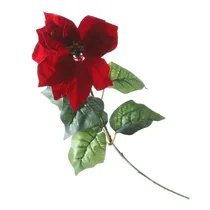  Flor Natali...