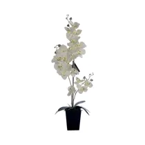  Orquídea Ar...