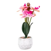  Orquídea Ar...