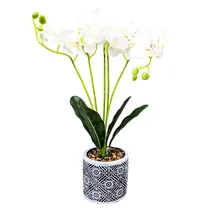 Orquídea Ar...