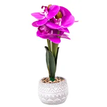  Orquídea Ar...