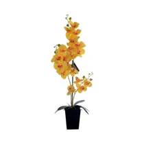  Orquídea Ar...